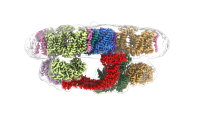 Colorful schematic of the ankyrin complex, a springlike protein